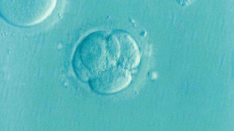 Researchers develop formula to convert qualitative embryo grading to a quantitative ranking 