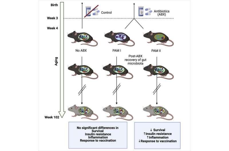 Altered microbiome after antibiotics in early life shown to impact lifespan