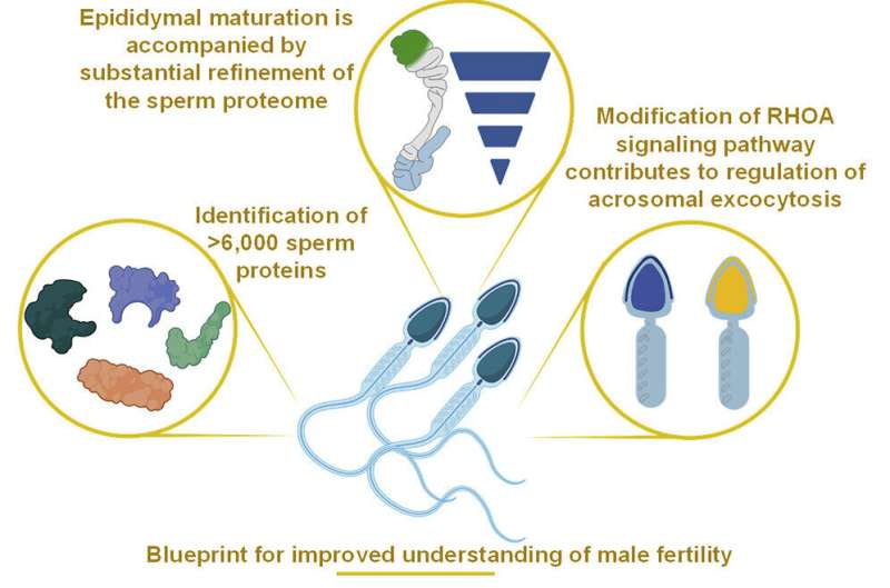 Researcher identifies 6,000 sperm proteins, potentially leading to male contraceptive 