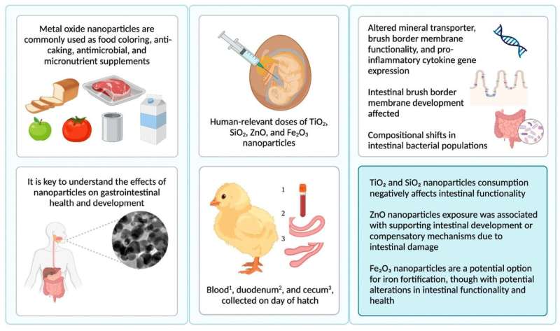 Food additive nanoparticles could negatively affect your gut health