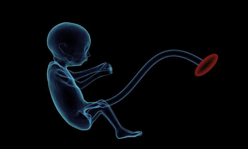 Researchers discover how the placenta may be blocking SARS-CoV-2 transmission to babies during pregnancy 