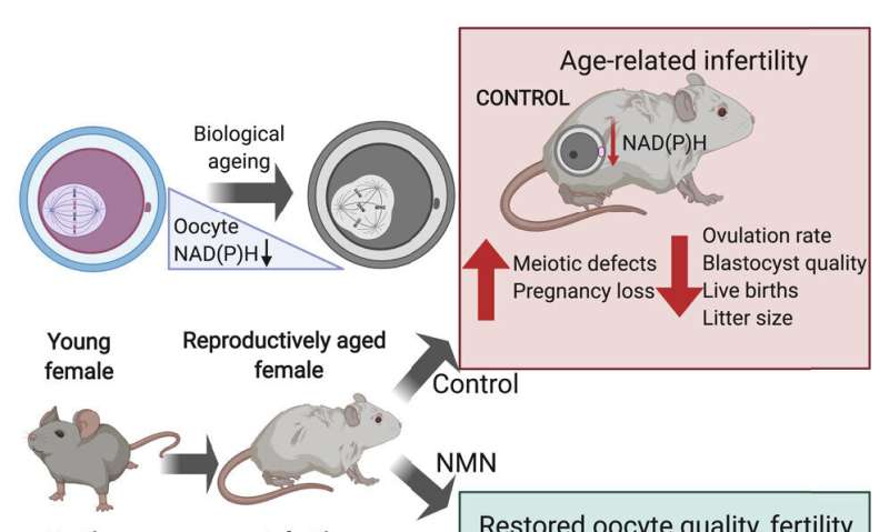 Research reverses the reproductive clock in mice 