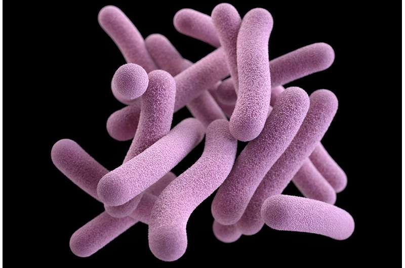 Mycobacterium tuberculosis. Credit: United States Centers for Disease Control and Prevention