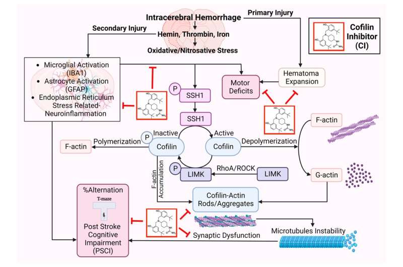 Researcher advances novel therapeutic agent for hemorrhagic stroke ...