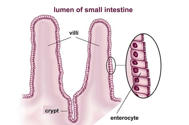 Mini-guts reveal crucial forces that shape the intestinal lining