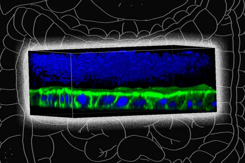 A new tool for modeling the human gut microbiome 