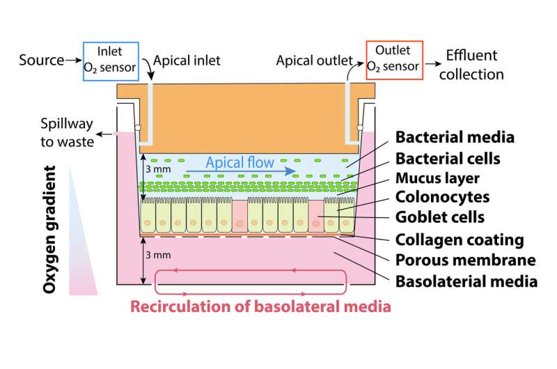 A new tool for modeling the human gut microbiome