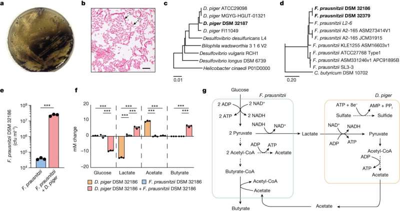 Important step toward next-generation probiotics