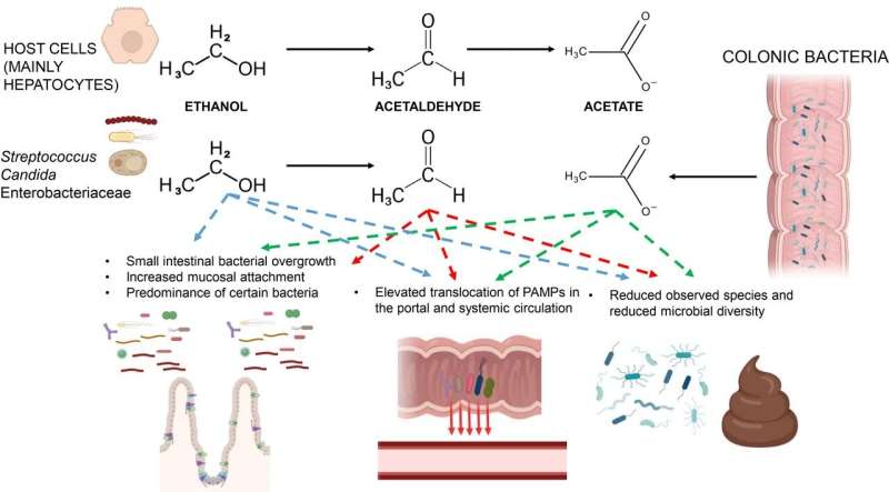 Understanding mechanisms of alcohol-associated bowel disease