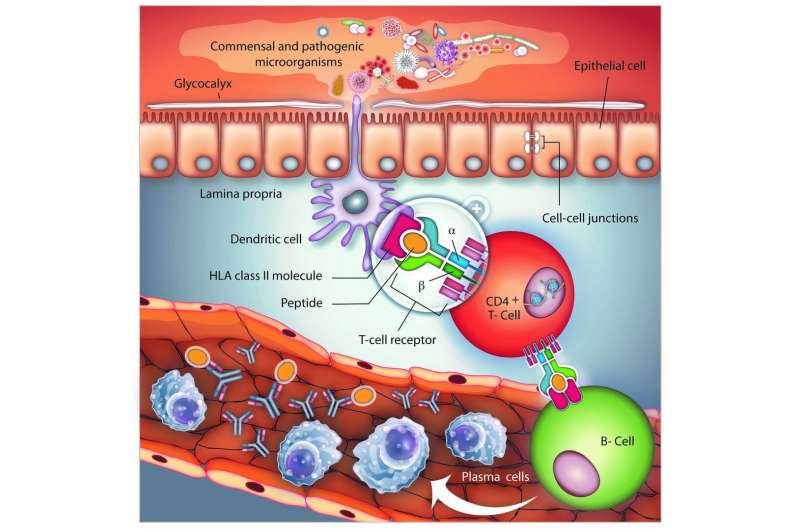 Immune responses in chronic inflammatory bowel diseases 