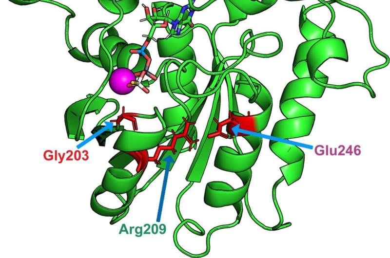 Zinc could treat a rare genetic disorder 