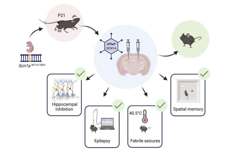 Innovative gene therapy may help treat a severe and fatal developmental epilepsy syndrome that affects children