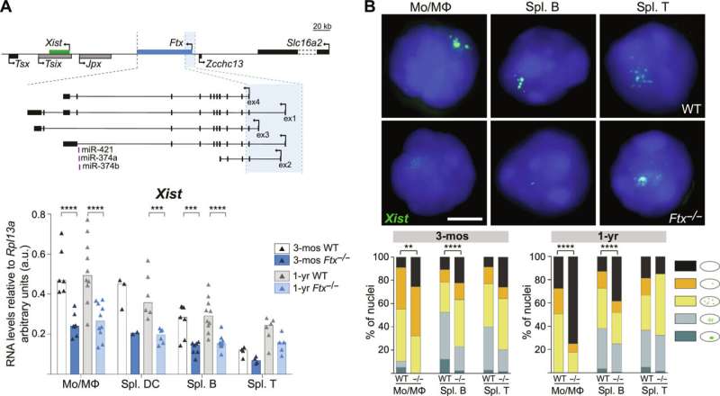 Study in mice shows alterations in X-chromosome inactivation predispose female mammals to autoimmune disease