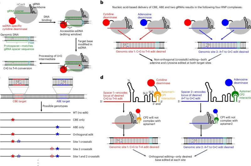 A new gene-editing system tackles complex diseases