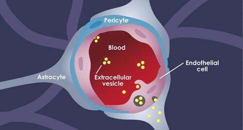 Study details how exosomes, released by the breast tumor, tricks cells in the blood-brain barrier into taking them up 