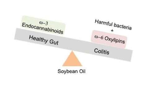 Widely consumed vegetable oil leads to an unhealthy gut