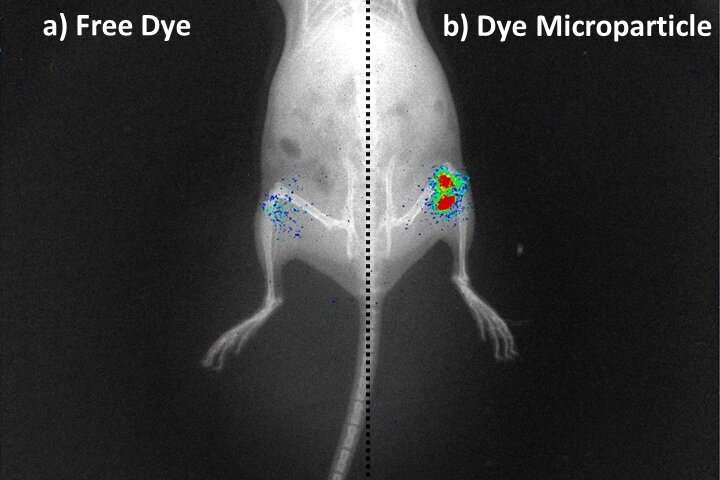 A step closer towards a more effective treatment for osteoarthritis 