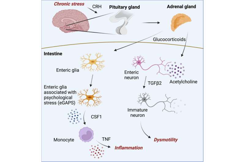 Connection between immune system and brain in mice may explain why stress can worsen gut inflammation 