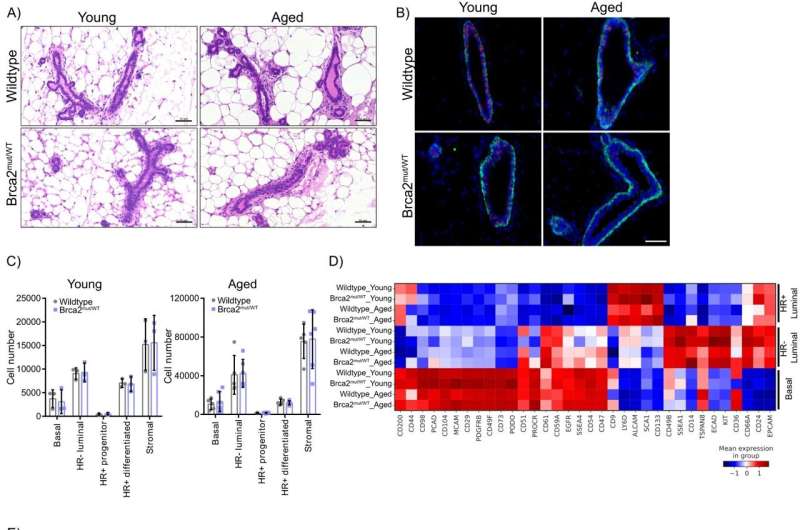 Brca2mut/WT mammary glands are morphologically similar to wild-type mammary glands in young and aged mice. Credit: Nature Communications (2023). DOI: 10.1038/s41467-023-40956-w