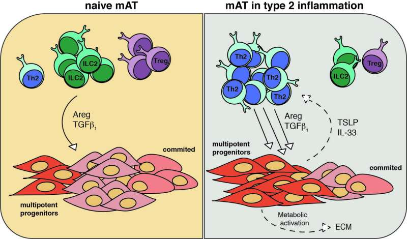 Fatty tissue surrounding intestinal tracts of mice found to help eject gut-infesting worms 