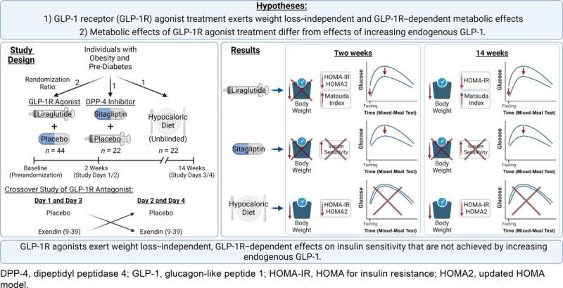 Study shows liraglutide results in increased insulin sensitivity independent of weight loss 