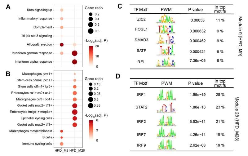 Scientists link genes to diet in inflammatory bowel disease 