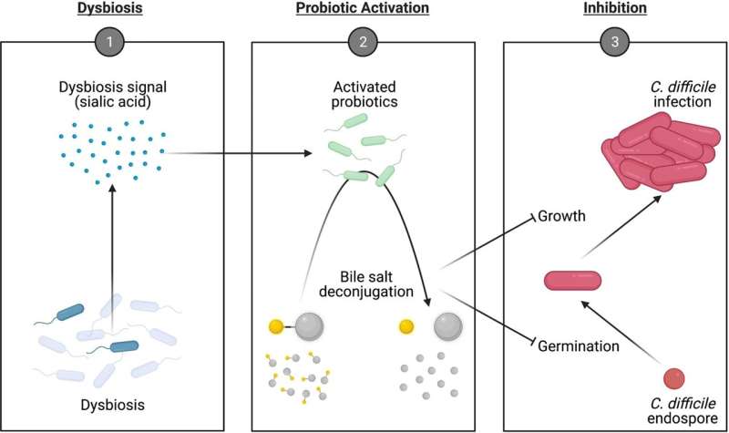 Scientists engineer probiotic to prevent infection of large intestine