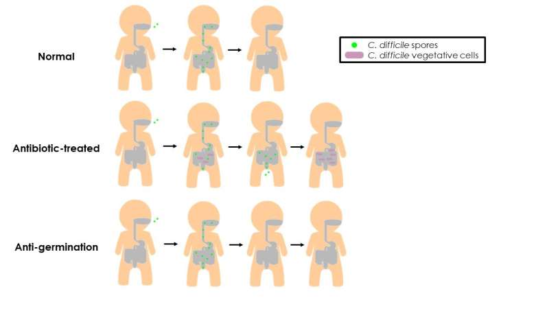 Scientists make critical progress toward preventing C. diff infections 