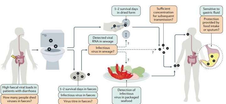 Scientists report gastrointestinal manifestations and mechanisms of COVID-19 