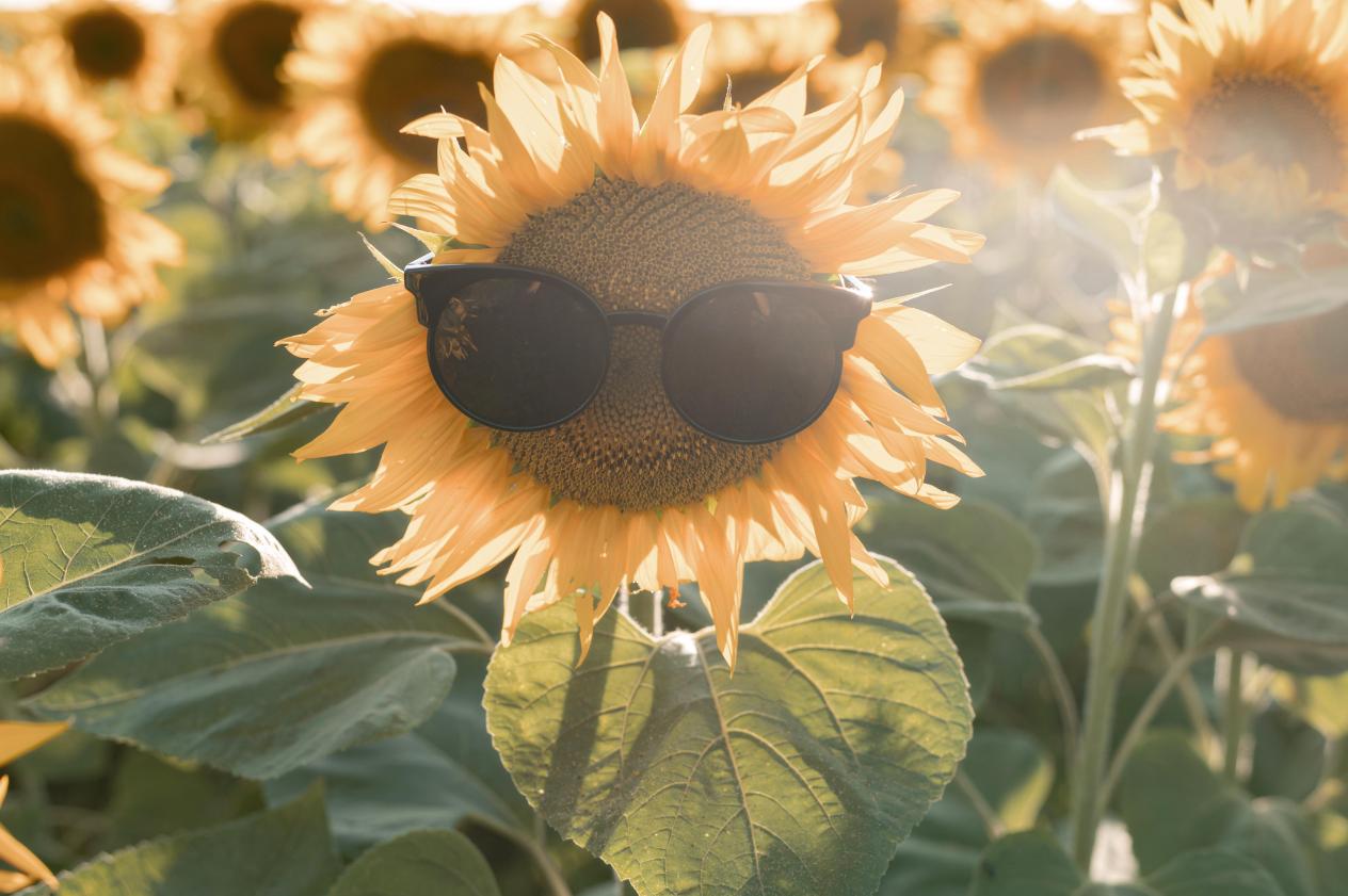 smiley-sunflower-wearing-sunglasses