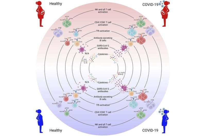 Pregnant women show robust and variable immunity during COVID-19, study finds 