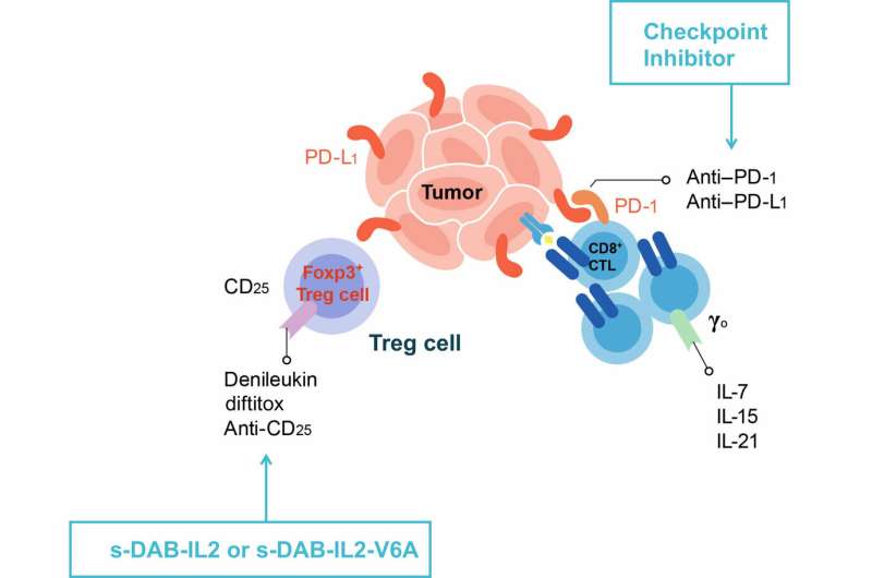 Researchers develop new one-two punch against melanoma in mouse model