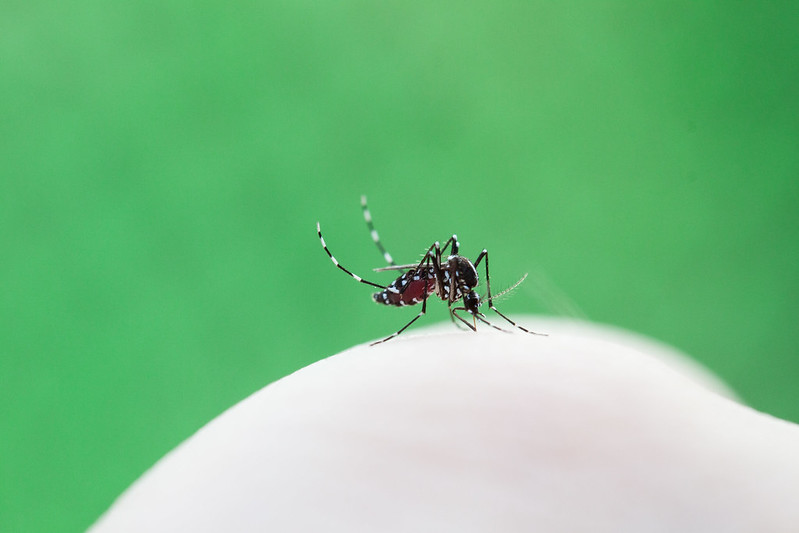 Dengue Fever: The Tropical Mosquito-borne Killer
