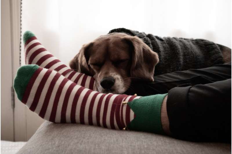 beagle sleeping