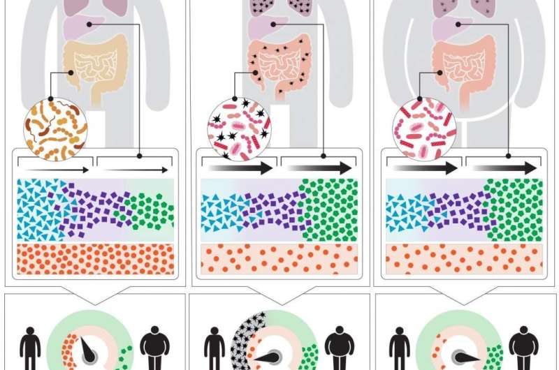 Gut Microbes May Drive Weight Gain after Smoking Cessation - Life Sciences | Weizmann Wonder Wander