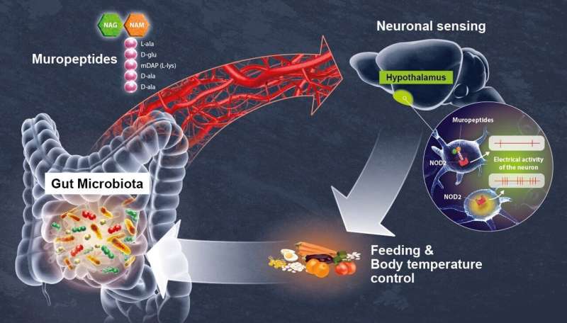 Decoding a direct dialog between the gut microbiota and the brain 