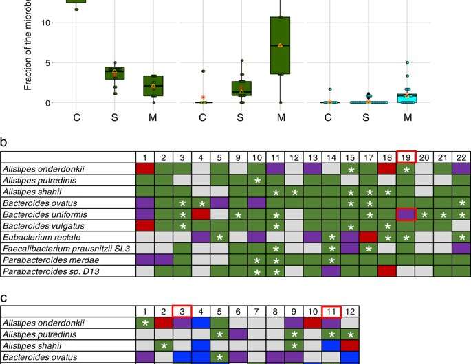 Transient and long-term disruption of gut microbes after antibiotics