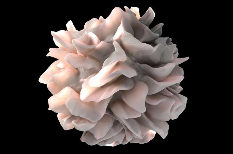 dendritic cell