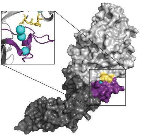 Enzyme-activating antibodies revealed as marker for most severe form of rheumatoid arthritis  