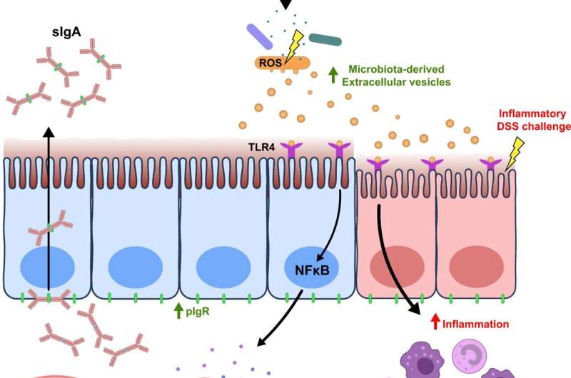 Uncovering the links between diet, gut health and immunity 