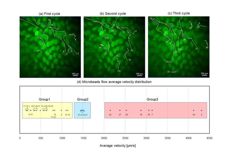 Shedding light on the complex flow dynamics within the small intestine