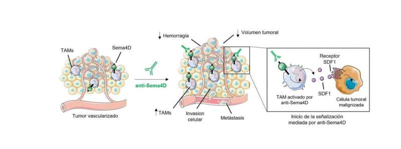 Researchers at IDIBELL-ICO describe a new resistance mechanism