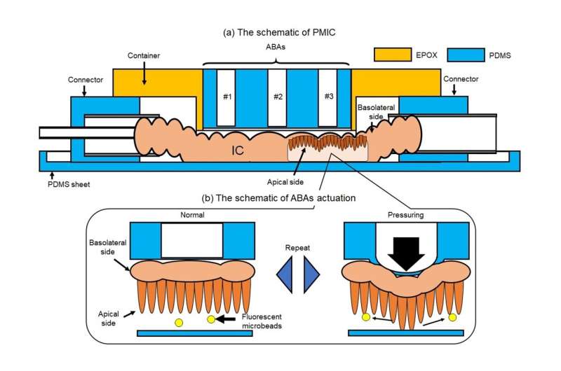 Shedding light on the complex flow dynamics within the small intestine 