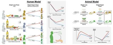 Consuming your own fecal microbiome when dieting may limit weight regain -- Ben-Gurion University