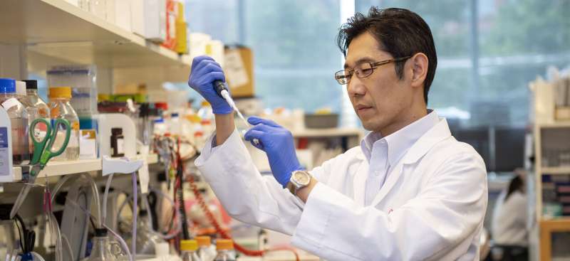 UC researchers unlock cancer cells' feeding mechanism, central to tumor growth