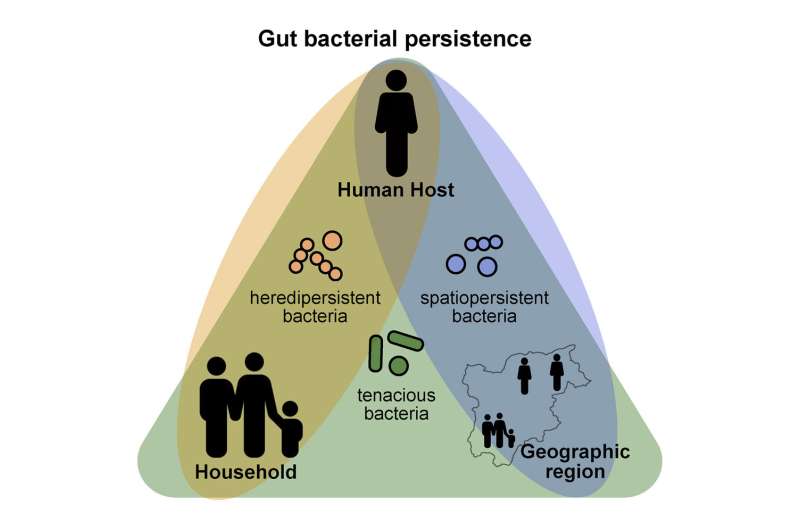 Persistence pays off in the human gut microbiome