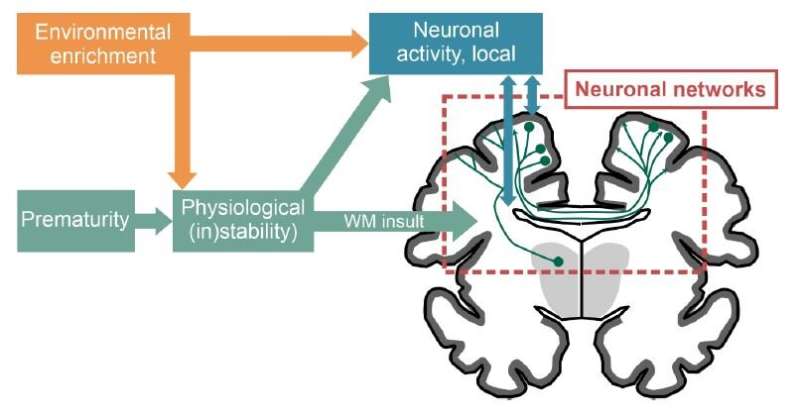 Brain development of the preterm baby is improved by supporting emotional connection with the parent