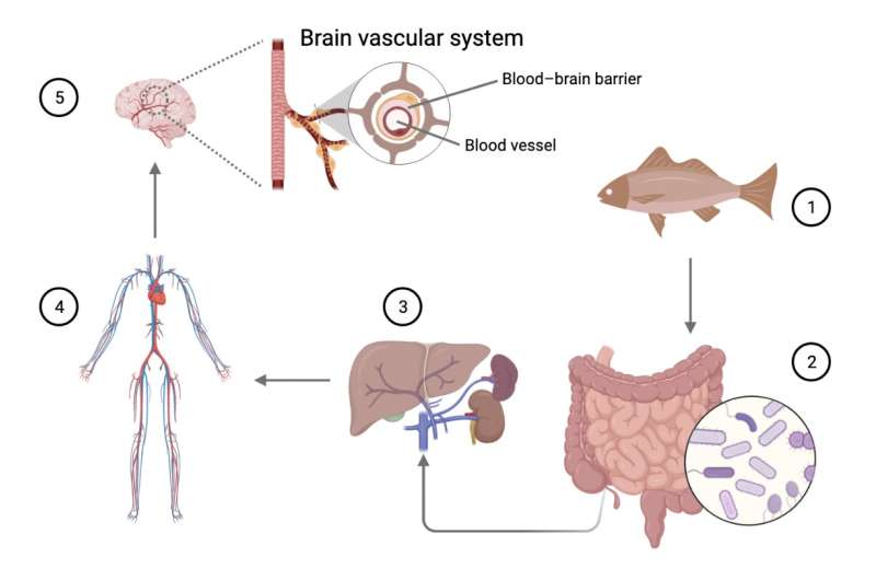 Molecule found in seafood plays role in protecting and improving cognitive function, researchers find