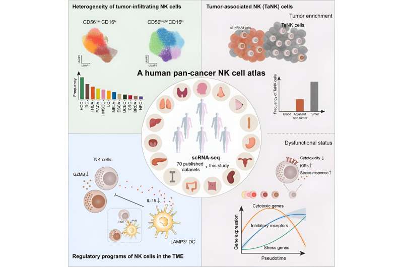 Researchers uncover aberrant natural killer cell subtype