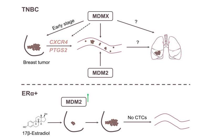 Researchers link overexpression of MDMX protein to metastasis of 3X negative breast cancer 